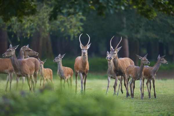 Red deer (Cervus elaphus), peaceful herd of deer standing vigil in a green forest meadow, Germany,