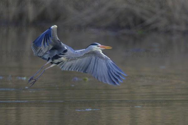 Grey heron (Ardea cinerea), adult heron in flight in front of reeds, Neckar valley,