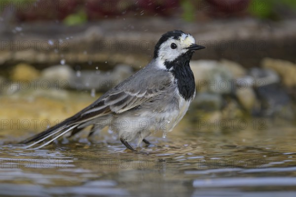 White wagtail (Motacilla alba), male bathing, biosphere reserve, Swabian Alb, Baden-Württemberg,