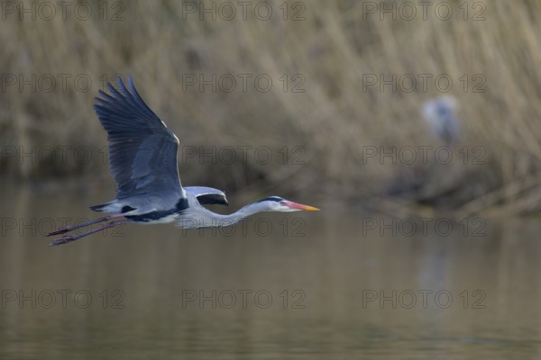 Grey heron (Ardea cinerea), adult heron in flight in front of reeds, Neckar valley,