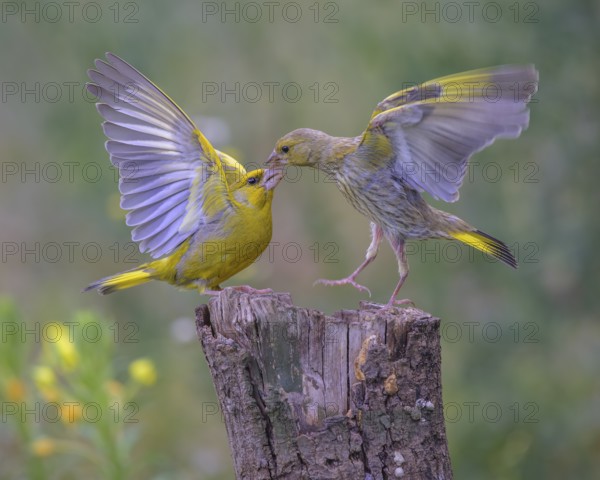 Greenfinch (Chloris chloris), arguing, biosphere reserve, Swabian Alb, Baden-Württemberg, Germany,