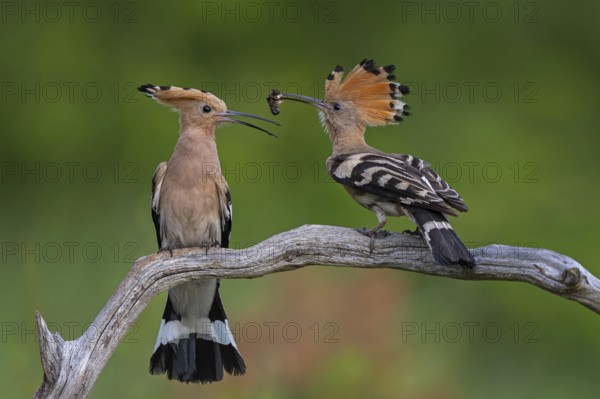 Hoopoe (Upupa epops) Bird of the Year 2022, male with food for his female, bridal gift, pair