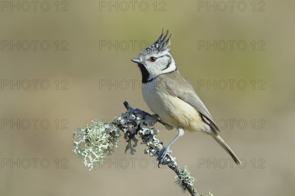 Crested Tit (Lophophanes Scalloped ribbonfish), on a branch overgrown with lichen, Wilnsdorf, North