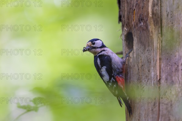 Pileated Woodpecker (Dendrocopos major) at the breeding cavity, Piciformes, Göggingen,