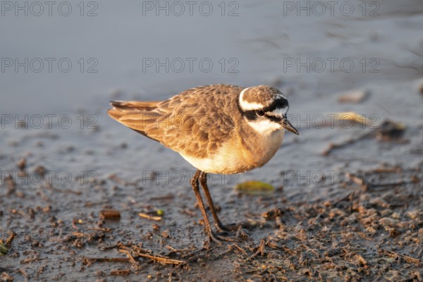 Three-banded plover (Charadrius tricollaris), in the morning light, Kruger National Park, South