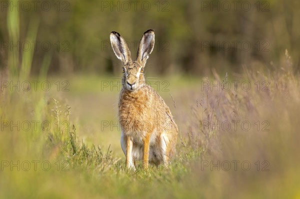 European hare (Lepus europaeus) Flowering meadow as habitat, foraging on a country lane, open