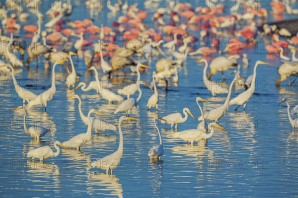 Group of Great white egrets (Ardea alba) and Roseate Spoonbills (Platalea ajaja) fishing, Sanibel
