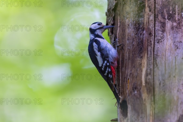 Pileated Woodpecker (Dendrocopos major) at the breeding cavity, Piciformes, Göggingen,