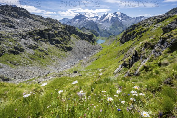 Flowers and view of mountain lake Lac du Louvie and glaciated mountain peaks of the Grand Combine,
