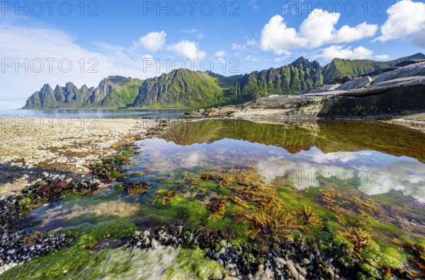 Green algae in a tidal pool, rocky coast of Tungeneset, Devil's Teeth, Okshornan, Ersfjorden, Senja