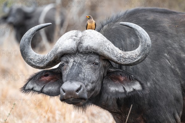 Cape buffalo (Syncerus caffer caffer) with yellowbill oxpecker (Buphagus africanus), animal