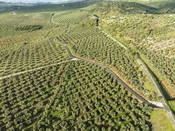 Cycle path Via Verde Del Aceite (right), old railroad track passes through olive fields, near
