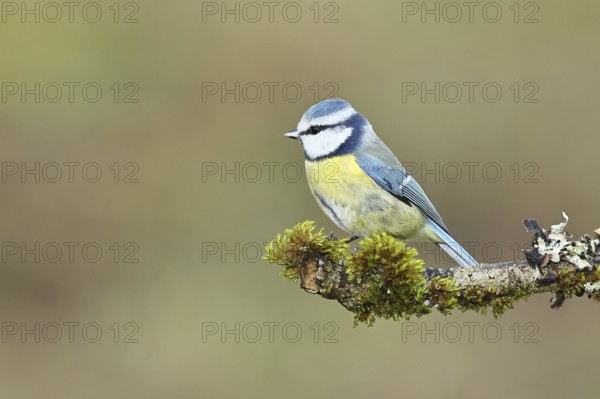 Blue tit (Parus caeruleus), sitting on a branch overgrown with lichen and moss, Wilnsdorf, North