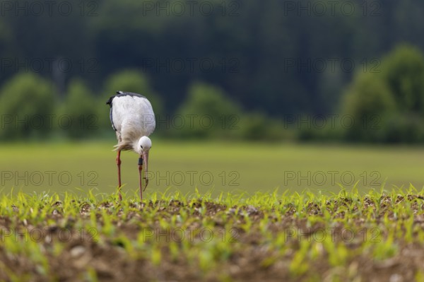 White stork (Ciconia ciconia), farmland, Göggingen, Sigmaringen district, Baden-Württemberg,
