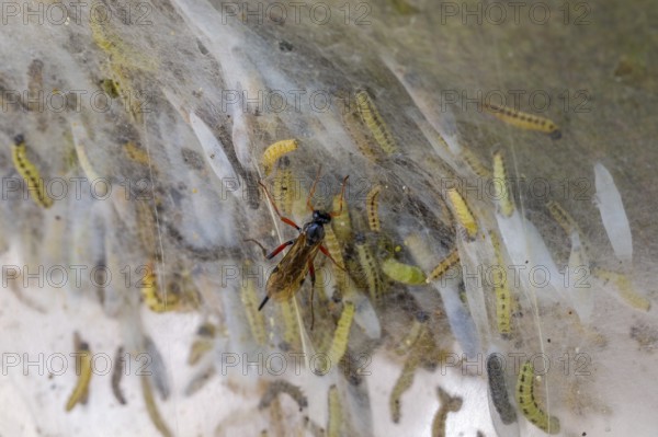 Ichneumon wasp (Pimpla turionellae) attacking larvae of bird-cherry ermine moths (Yponomeuta