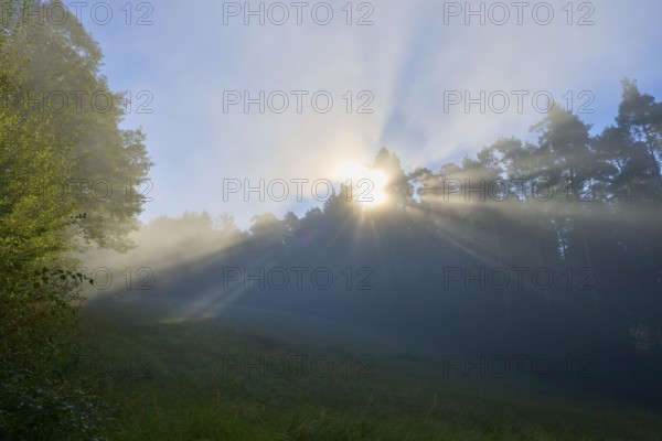 Gentle rays of sunshine penetrate the misty forest in the morning and create a peaceful atmosphere,