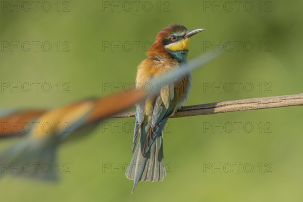 European bee-eater (Merops apiaster) on a branch during the breeding season in spring. Jechtingen,