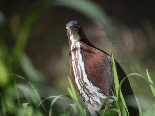 Marbled heron (Tigrisoma lineatum) in a marsh in the nature reserve Reserva Ecologica Ciudad