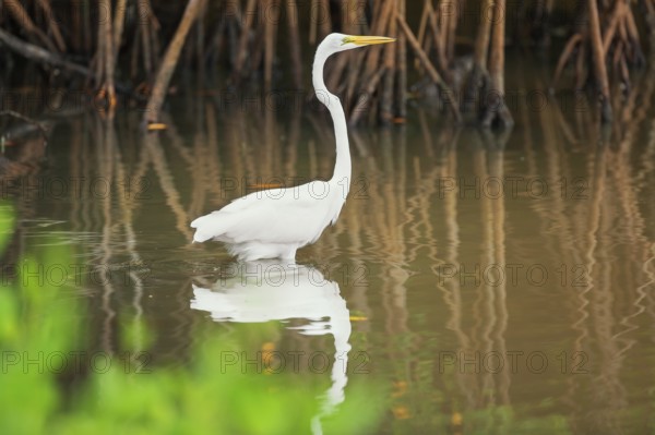 Great white egret (Ardea alba) looking for food, Sanibel Island, J.N. Ding Darling National