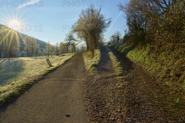 Fork in the road Forked path in the frosty morning light along a row of trees, Kirchzell, Amorbach,