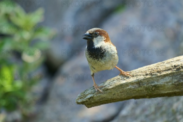 House sparrow (Passer domesticus), sitting on a branch, surrounded by sunlight and natural