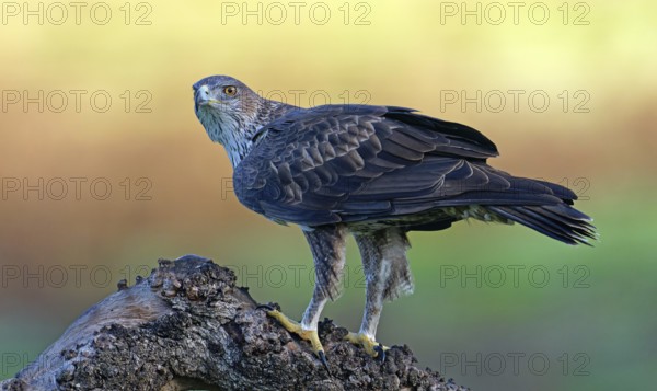 Bonelli's eagle, Aquila, fasciata, bird, bird of prey, eagle, nature, tree, sunrise, Andalusia,