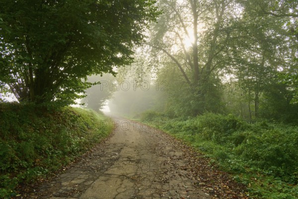 A misty forest path in the morning light, Mönchberg, Miltenberg, Spessart, Bavaria, Germany, Europe