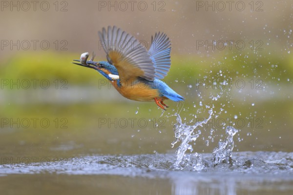 Kingfisher (Alcedo atthis), taking off from the water with a fish in its beak, Lechauen, Bavaria