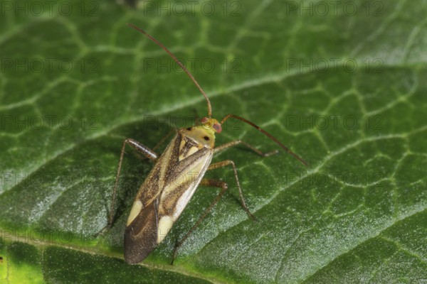 Soft bug (Miridae sp.) on green leaf with natural background, close-up, Baden-Württemberg, Germany,