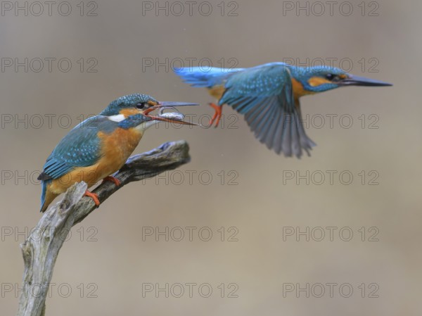 Kingfisher (Alcedo atthis), breeding pair on perch, female with fish in beak, male in flight,