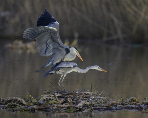 Grey heron (Ardea cinerea), adult heron and young bird copulating on a water lily root in front of
