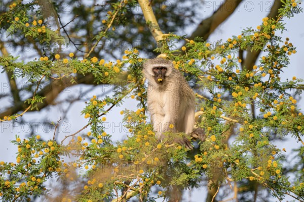 Southern vervet monkey (Chlorocebus pygerythrus) sitting in a flowering tree, eating yellow flowers