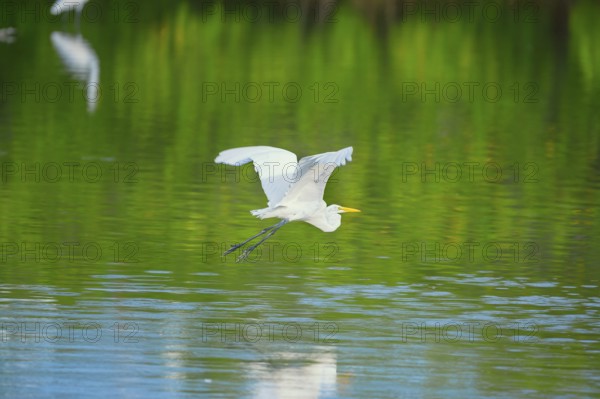 Great white egret (Ardea alba) in flight, Sanibel Island, J.N. Ding Darling National Wildlife