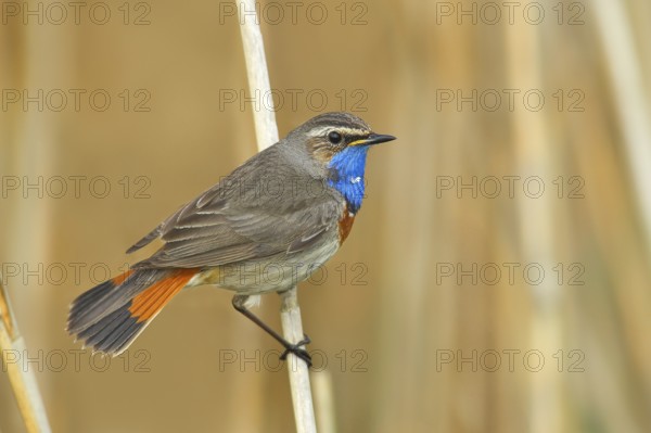 White-starred bluethroat (Luscinia svecica cyanecula), mating male on a reed, wildlife, nature