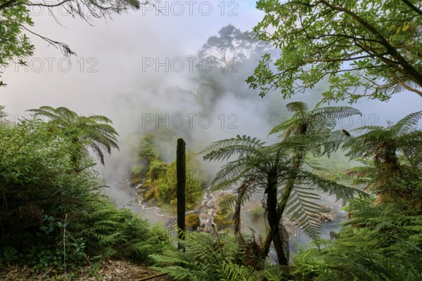 Mystical landscape with mist and ferns creating a calming atmosphere, Te Manaroa Spring, Hot