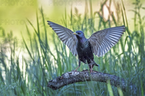 Starling (Sturnus vulgaris), also known as Common starling, approaching, wings spreading, foraging,