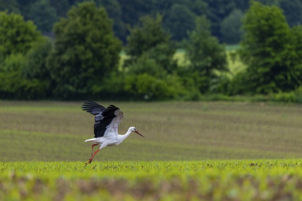 White stork (Ciconia ciconia), farmland, Göggingen, Sigmaringen district, Baden-Württemberg,