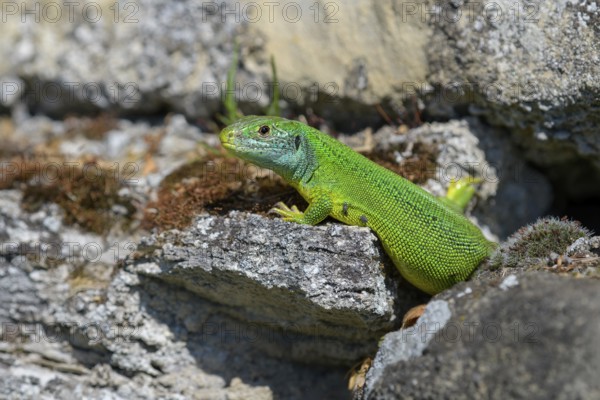 Western green lizard (Lacerta bilineata), resting on a stone of a dry stone wall, Neckar valley,