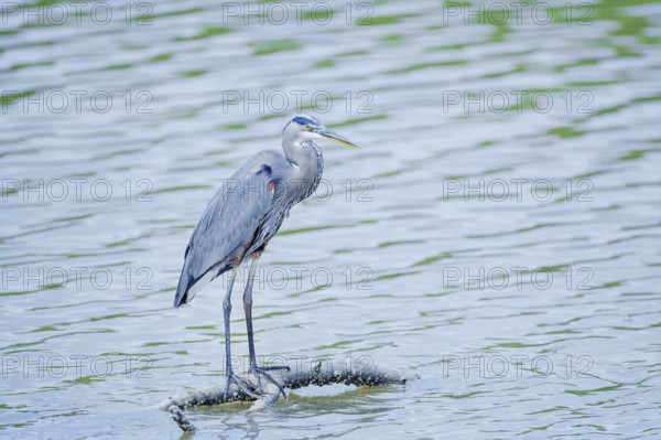 Great blue heron (Ardea herodias) looking for food, Sanibel Island, J.N. Ding Darling National