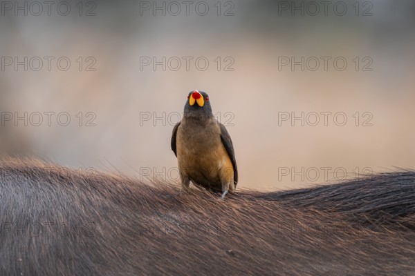 Yellow-billed oxpecker (Buphagus africanus) on the back of a blue wildebeest, Kruger National Park,