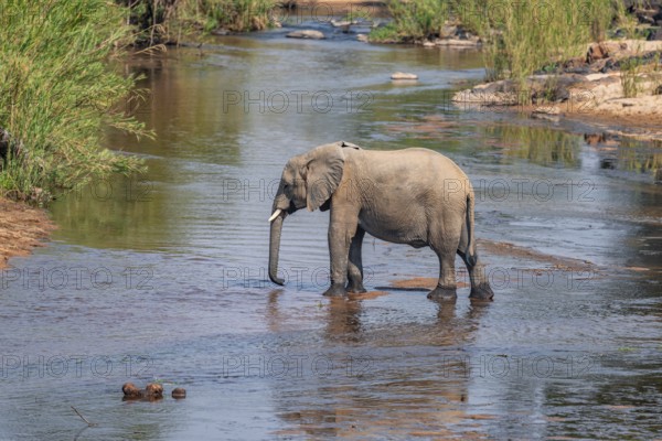 African elephant (Loxodonta africana), single elephant drinking at the river, Kruger National Park,
