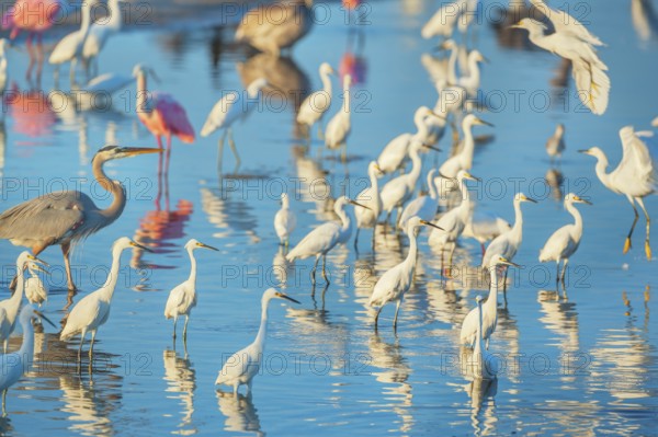 Group of Snowy Egret (Egretta thula), Roseate Spoonbills (Platalea ajaja) and Great blue heron