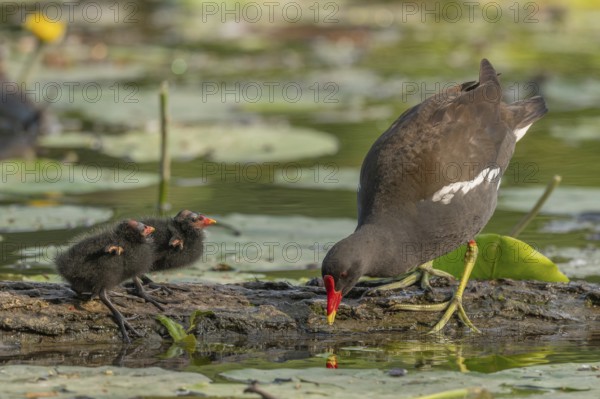 A common moorhen (Gallinula chloropus) provides food for its two-week-old young owl. Bas rhin,
