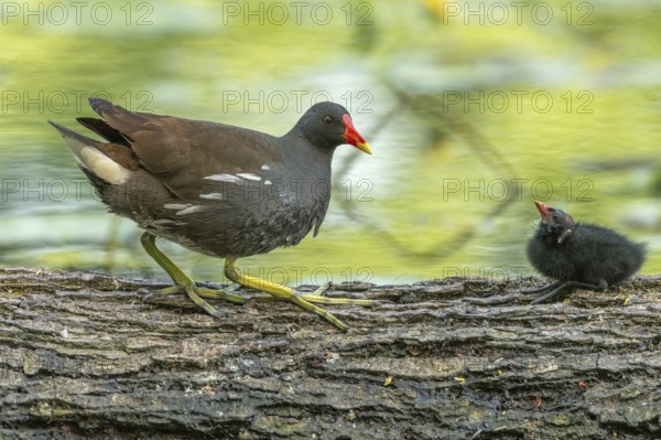 A common moorhen (Gallinula chloropus) provides food for its two-week-old young owl. Bas rhin,