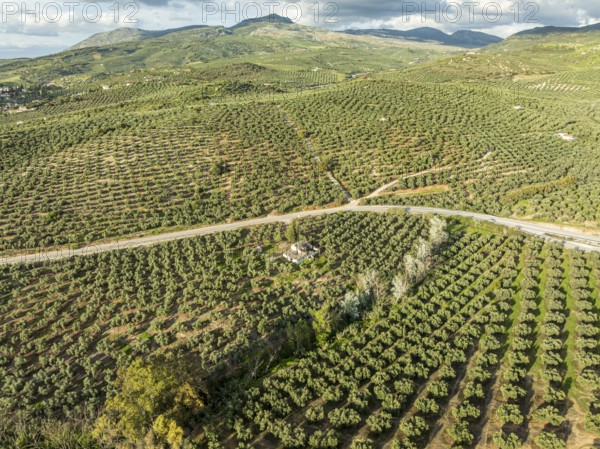 Fields of olive trees, trees planted in rows, aerial view, near village Cabra, Andalusia, Spain,