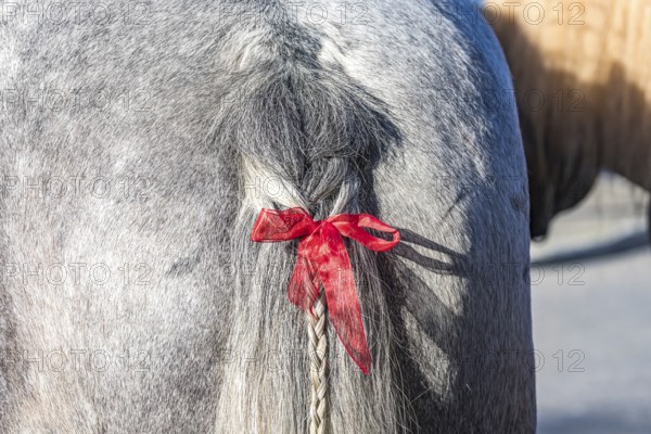 Artfully braided ponytail of a grey horse. The red ribbon is a subtle warning. The horse tends to