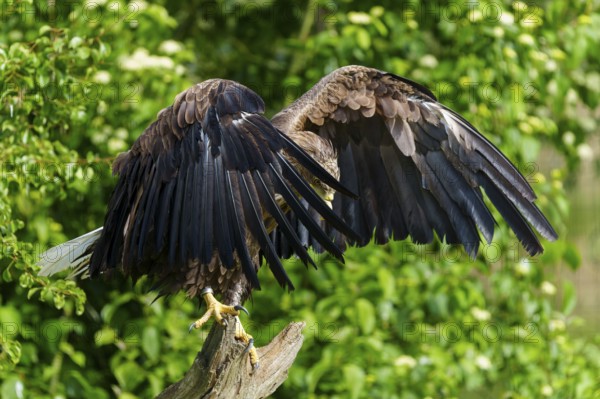 An eagle stands with its wings spread, its back to the camera, White-tailed Eagle (Haliaeetus