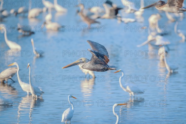 Brown pelican (Pelecanus occidentalis) in flight, Sanibel Island, J.N. Ding Darling National