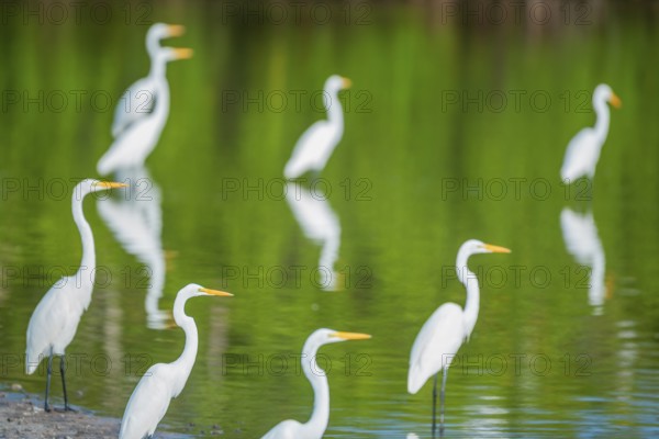 Great white egrets (Ardea alba) looking for food in a pond, Sanibel Island, J.N. Ding Darling
