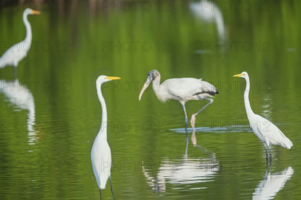Great white egrets (Ardea alba) and Wood Stork (Mycteria Americana) fishing, Sanibel Island, J.N.